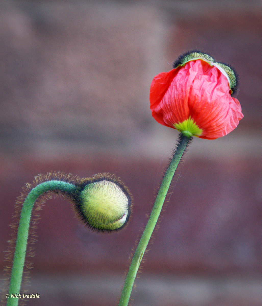Poppy