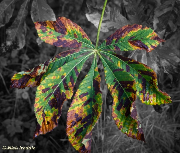Plants